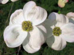 Missouri State Tree: Flowering Dogwood