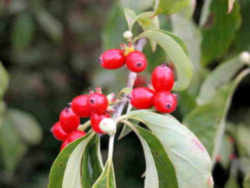 Flowering Dogwood