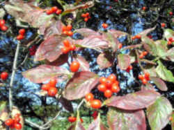 Missouri State Tree: Flowering Dogwood