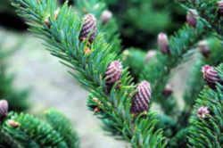 North Carolina State Tree: Fraser Fir