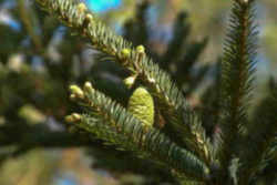 North Carolina State Tree: Fraser Fir