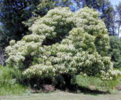 Hawaii State Tree