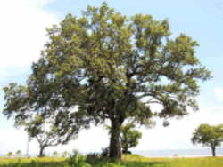 Georgia State Tree: Live Oak