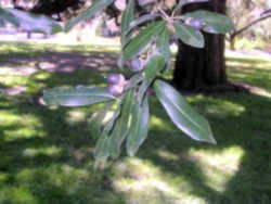 Georgia State Tree: Live Oak