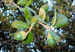 Georgia State Tree: Live Oak