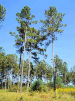 Arkansas Tree, a state symbol: Pine Tree