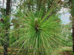 Arkansas Tree, a state symbol: Pine Tree