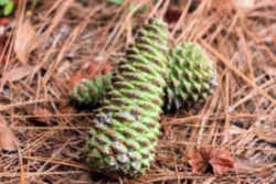 Arkansas Tree, a state symbol: Pine Tree