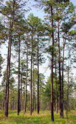 North Carolina State Tree: Longleaf Pine