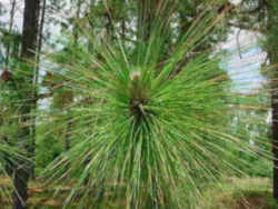 North Carolina State Tree: Longleaf Pine