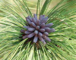 North Carolina State Tree: Longleaf Pine
