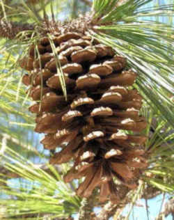 North Carolina State Tree: Longleaf Pine