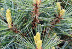 Eastern white pine also called northern white pine