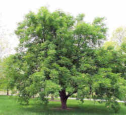 Ohio State Tree: Ohio Buckeye