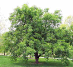 Ohio Buckeye Hippocastanaceae Aesculus