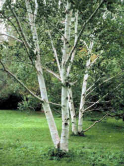 New Hampshire State Tree: White Birch