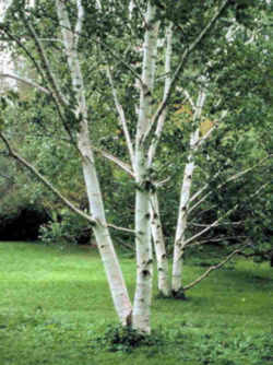 New Hampshire State Tree: White Birch or Paper Birch