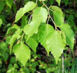 New Hampshire State Tree: White Birch