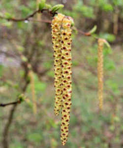 New Hampshire State Tree: White Birch