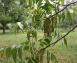 Pecan: Texas State Tree