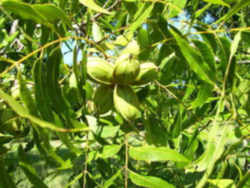 Pecan: Texas State Tree