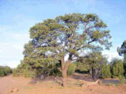 New Mexico State Tree