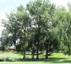 Wyoming State Tree: Plains Cottonwood
