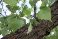 Wyoming State Tree: Plains Cottonwood