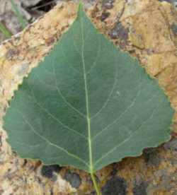 Wyoming State Tree: Plains Cottonwood