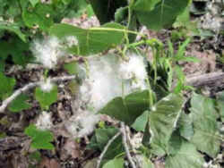 Wyoming State Tree: Plains Cottonwood