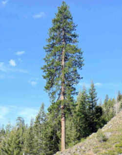 Montana State Tree: Ponderosa Pine