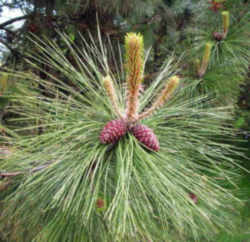 Montana State Tree: Ponderosa Pine