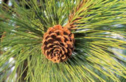 Montana State Tree: Ponderosa Pine