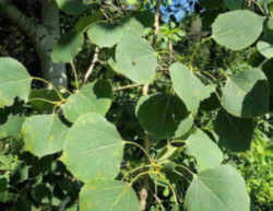 Utah State Tree: Quaking Aspen