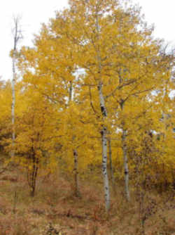 Utah State Tree: Quaking Aspen