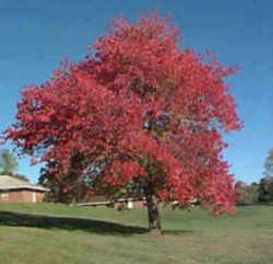 Rhode Island State Tree: Red Maple