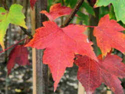 Rhode Island State Tree: Red Maple