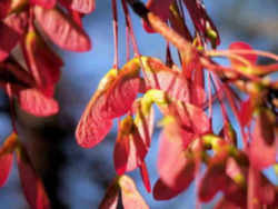 Rhode Island State Tree: Red Maple