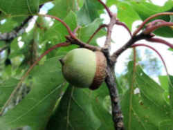 Northern red oak fruit