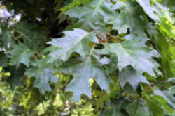 Northern red oak Leaf