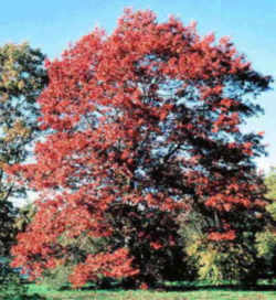 Northern red oak