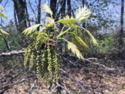 Northern red oak Leaf