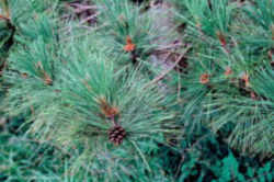 Minnesota State Tree: Red Pine or Norway Pine