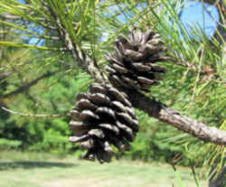 Minnesota State Tree: Red Pine or Norway Pine