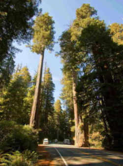 Tree, a state symbol