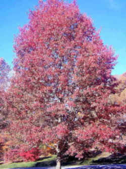 Washington, DC Tree: Scarlet Oak