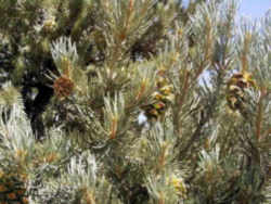 Nevada State Tree: Singleleaf Pinyon