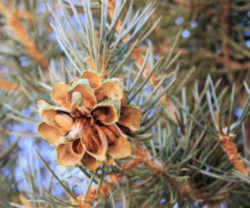 Nevada State Tree: Singleleaf Pinyon