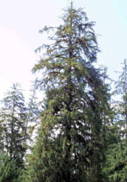 Tree, a state symbol