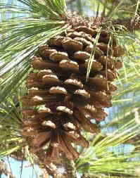 Alabama State Tree: Southern Longleaf Pine Needles